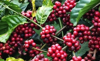 Ảnh hưởng từ nguồn cung tạo sức ép lên giá cà phê