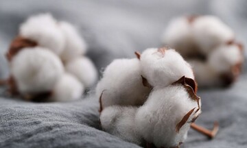 Giá bông ghi nhận mức tăng mới