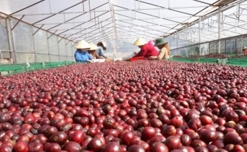 Giá cà phê mới nhất ngày 17/2/2024: Thị trường cà phê trong nước tăng mạnh 1.100 – 1.200 đồng/kg