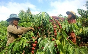 Giá cà phê mới nhất ngày 18/2/2024: Thị trường cà phê trong nước tăng mạnh lên mức 80.600 đồng/kg