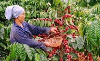 Giá cà phê mới nhất ngày 20/2/2024: Thị trường cà phê trong nước duy trì đà tăng lên mức 81.600 đồng/kg