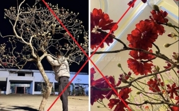 Lai Châu: Ngăn chặn nạn chặt phá, mua bán cây Đỗ Quyên hoang dã trên núi Putaleng