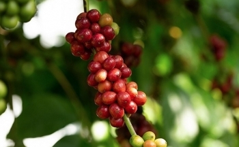 Giá cà phê mới nhất ngày 21/2/2024: Thị trường cà phê trong nước nối đà tăng cao lên mức 82.100 đồng/kg