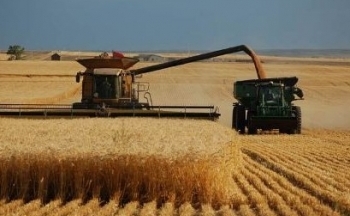 Giá lúa mì khả năng sẽ nhận được hỗ trợ kĩ thuật ngắn hạn