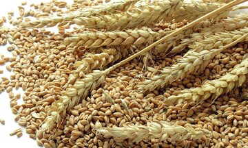 Lúa mì tăng vọt gần 4%, chấm dứt chuỗi 4 phiên giảm liên tiếp