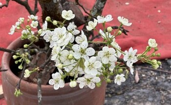 Sau Tết, thú chơi hoa lê rừng hút khách dù giá cao 