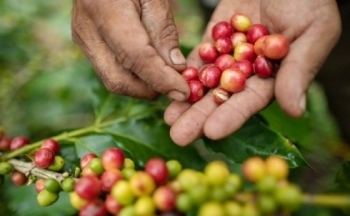 Giá cà phê mới nhất ngày 22/2/2024: Thị trường cà phê trong nước duy trì đà tăng liên tiếp