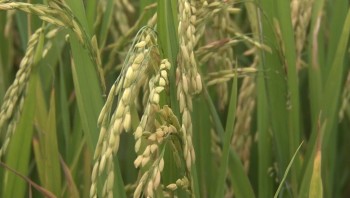 Vì sao Thái Lan kêu gọi nông dân trồng bí ngô, đậu phộng... thay lúa