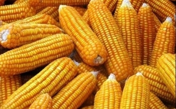 Triển vọng nguồn cung Nam Mỹ gia tăng gây áp lực lên giá ngô
