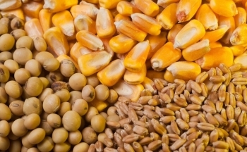 Giá đậu tương có thể hướng xuống vùng 1160 phiên hôm nay