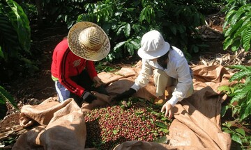 Giá cà phê mới nhất ngày 23/2/2024: Thị trường cà phê trong nước nối đà tăng cao lên mức 83.800 đồng/kg