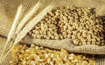 Giá đậu tương tiếp tục lao dốc, phá vỡ mốc hỗ trợ 1160