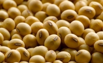 Giá ngô có thể chịu áp lực do thời tiết tích cực tại Argentina