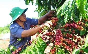 Giá cà phê mới nhất ngày 24/2/2024: Thị trường cà phê trong nước giảm mạnh, mức giảm 1000 – 1.200 đồng/kg