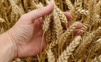 Giá đồng COMEX nối dài đà giảm, giá lúa mì chìm trong sắc đỏ