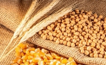 Xuất khẩu gây thất vọng của Mỹ tạo áp lực lên giá nông sản