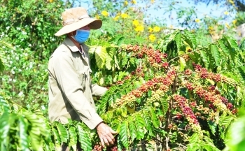 Giá cà phê mới nhất ngày 25/2/2024: Thị trường cà phê trong nước giảm 900 - 1.100 đồng/kg