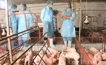 Giá heo hơi hôm nay ngày 26/2/2024: Cao nhất 58.000 đồng/kg