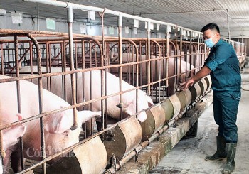 Giá heo hơi hôm nay ngày 4/3/2024: Thấp nhất 54.000 đồng/kg