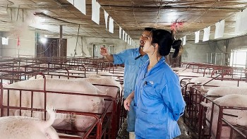 Giá heo hơi hôm nay ngày 21/3/2024: Tăng cao nhất 2.000 đồng/kg