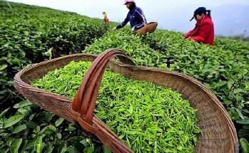 Tháng 1/2024, chè Việt Nam đã xuất khẩu sang 16 thị trường