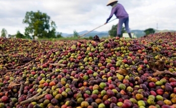 Giá cà phê mới nhất ngày 26/2/2024: Thị trường cà phê trong nước tăng 600 – 700 đồng/kg