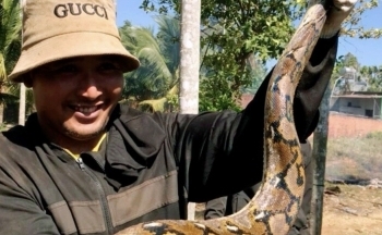 Đắk Lắk: Phát hiện trăn gấm khổng lồ và ổ trứng trong vườn nhà ở huyện Cư M'gar