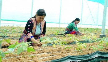 Lai Châu: Phát triển vùng trồng chè cổ chất lượng cao và sâm tại huyện Sìn Hồ