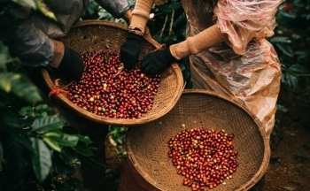 Giá cà phê tiếp đà giảm