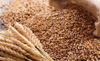 Kết quả xuất khẩu tích cực của Mỹ hỗ trợ giá lúa mì