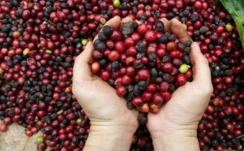 Giá cà phê mới nhất ngày 28/2/2024: Thị trường cà phê trong nước giảm nhẹ 200 – 300 đồng/kg