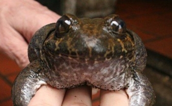 Phát hiện nguồn dược liệu thay thế kháng sinh trong ếch hương Mẫu Sơn