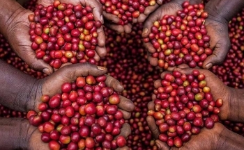 Đồng USD tiếp tục tăng tạo sức ép lên giá cà phê