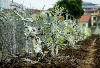 Người dân làng Nhật Tân chia sẻ bí quyết 