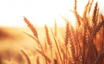 Lúa mì quay đầu giảm mạnh trước áp lực nguồn cung từ Biển Đen