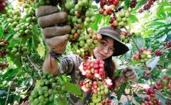 Giá cà phê mới nhất ngày 1/3/2024: Cà phê trong nước biến động nhẹ, cao nhất 83.500 đồng/kg