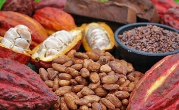 Ca cao gây bất ngờ khi tăng giá mạnh nhất, vì sao?