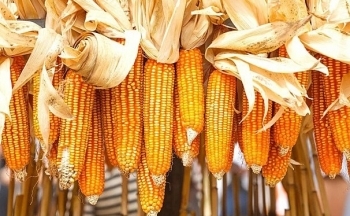 Giá ngô có thể duy trì xu hướng giằng co trong phiên cuối tuần
