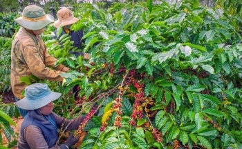 Giá cà phê mới nhất ngày 2/3/2024: Thị trường cà phê trong nước lập đỉnh mới, cao nhất 84.700 đồng/kg