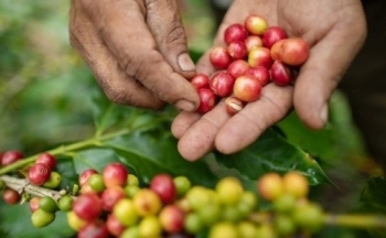 Áp lực từ tồn kho và nguồn cung tạo sức ép lên giá cà phê