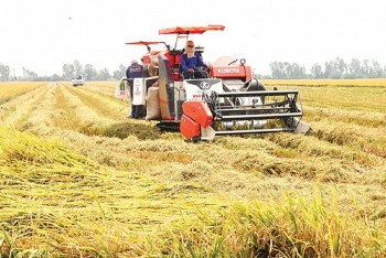 Thủ tướng: Đẩy mạnh sản xuất, kinh doanh, xuất khẩu lúa, gạo bền vững, minh bạch