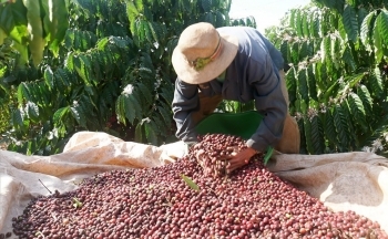 Giá cà phê mới nhất ngày 3/3/2024: Thị trường cà phê trong nước lập đỉnh mới, cao nhất 85.400 đồng/kg