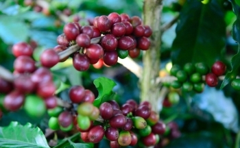 Giá cà phê mới nhất ngày 4/3/2024: Thị trường cà phê trong nước tăng lập đỉnh, cao nhất 86.000 đồng/kg