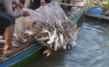 Nhiều loài cá trên sông Mê Kông đối mặt nguy cơ tuyệt chủng