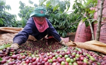 Giá cà phê mới nhất ngày 5/3/2024: Thị trường cà phê trong nước ổn định, mức cao nhất 86.000 đồng/kg