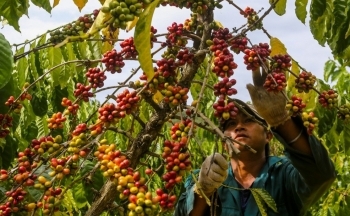 Giá cà phê mới nhất ngày 6/3/2024: Thị trường cà phê trong nước lập đỉnh mới, cao nhất 86.800 đồng/kg