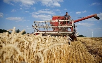 Giá dầu thô hồi phục, giá lúa mì nối dài đà giảm