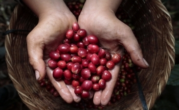Giá cà phê giảm do ảnh hưởng trái chiều từ nguồn cung?