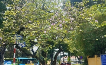 Đẹp ngỡ ngàng sắc hoa ban Tây Bắc giữa lòng Hà Nội