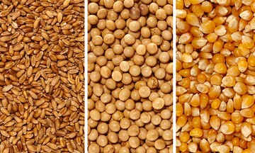 Lúa mì lao dốc, chạm mức thấp nhất trong hơn 3 năm qua